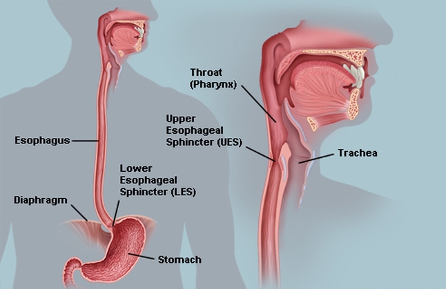 Esophageal disease states | Abdominal Key